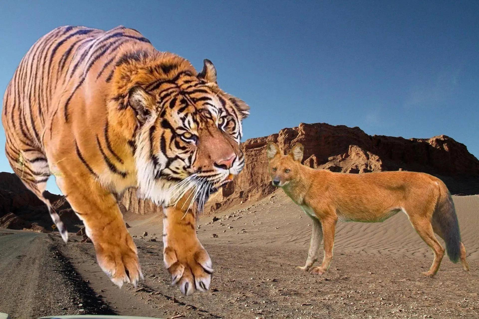 老虎和豺真实大战图片