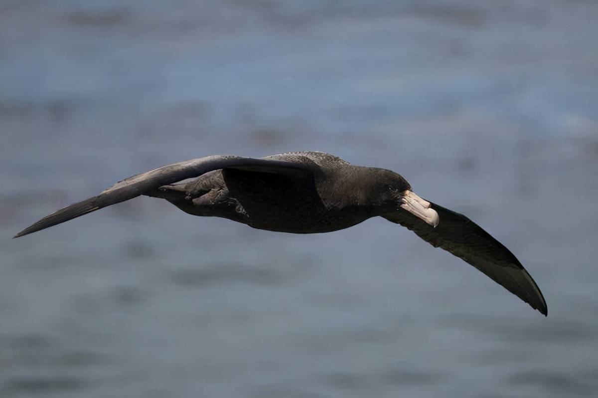 世界上最恐怖的10大鸟类：外表温和，实则凶猛，连狮子都敢吃_搜狐网, image size:1200x798