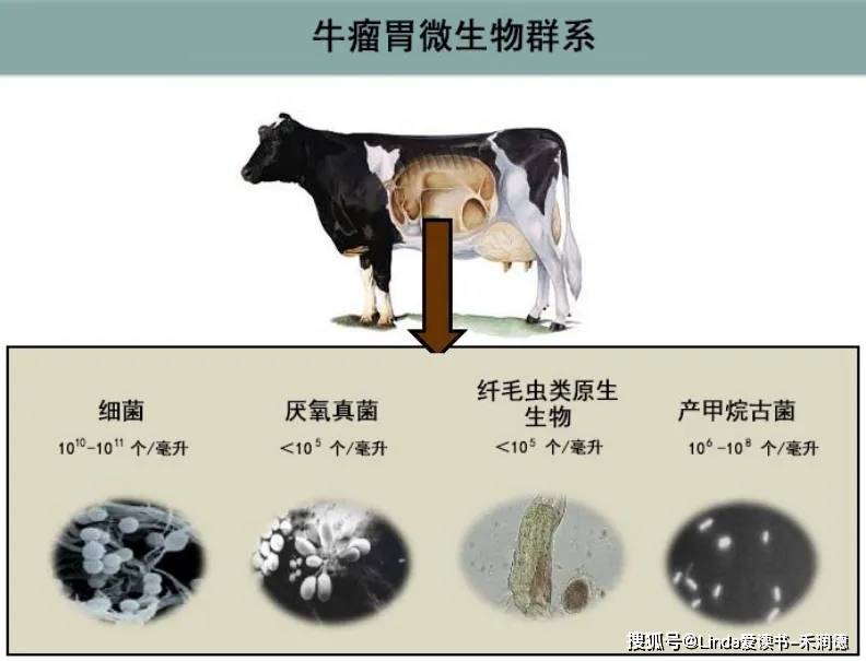 反刍动物瘤胃微生物的生化代谢_细菌_纤维素_真菌