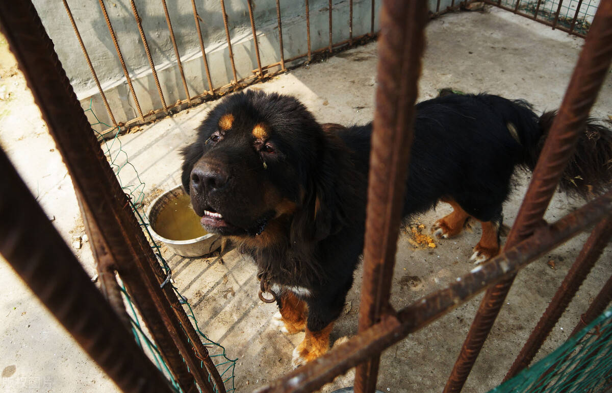 藏獒vs比特犬誰才是真正的狗中之王