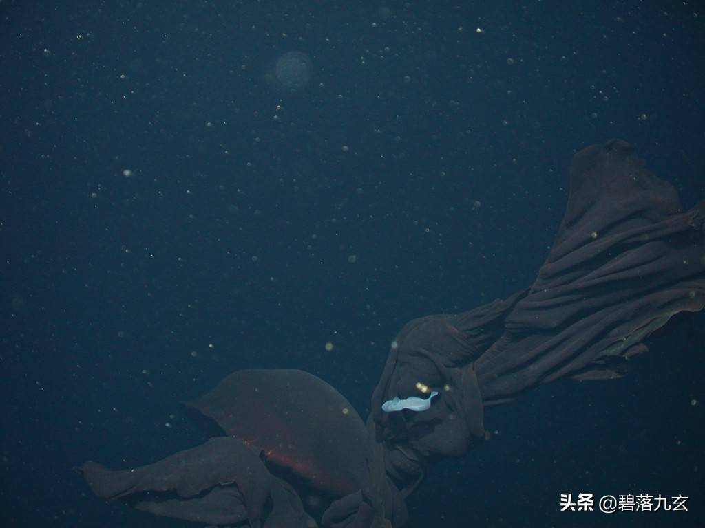 来自海底 3,200 英尺的巨型幻影水母的罕见照片_动物_果冻_深海