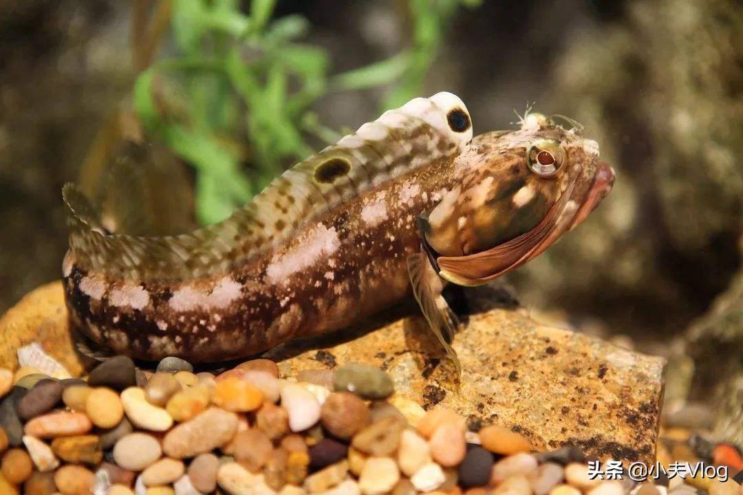 海洋中最奇特的生物之一"大嘴巴"勃氏新热鳚_领地_外形_数量