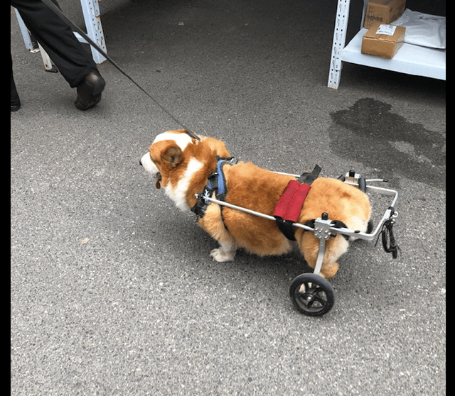 柯基的后腿不能站起来了,主人给它买了个小轮椅,是真的爱它啊!