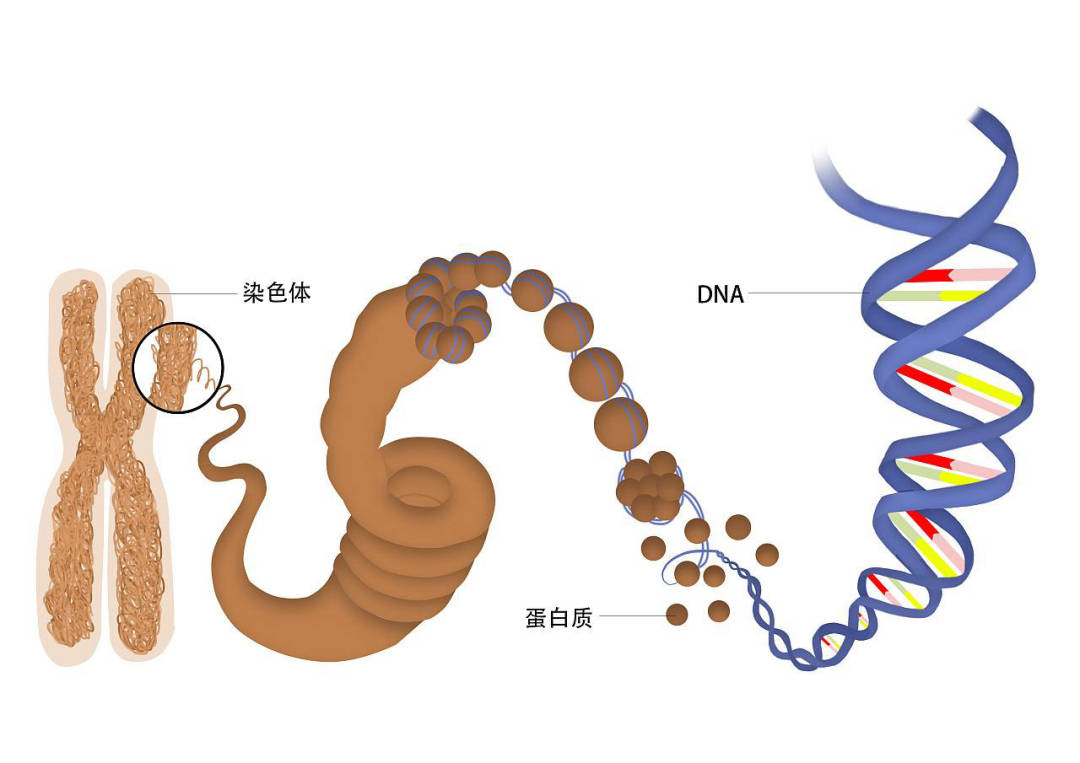 主要与生物细胞中的染色体数有关,也与生殖细胞表面的糖蛋白有关,还有