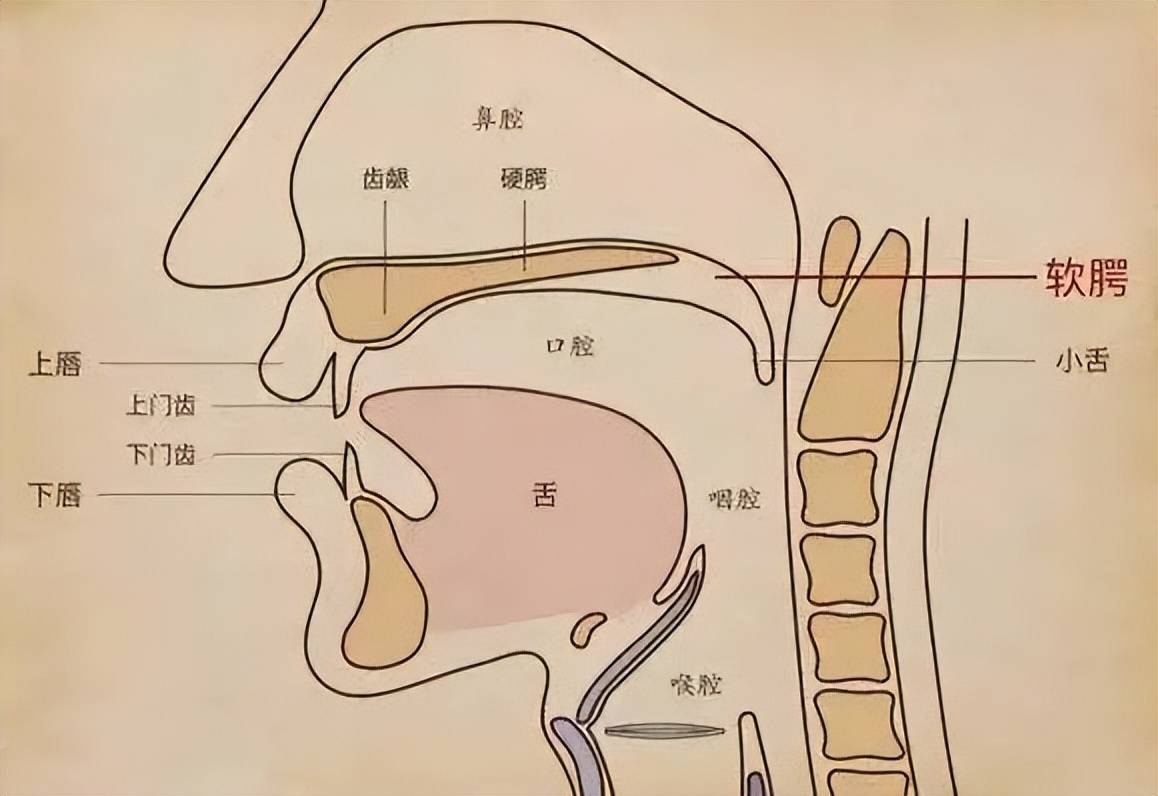 咽腭弓的位置图(第1页)图片