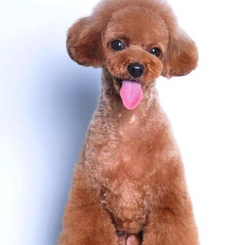 狗狗图片:泰迪狗这样打扮才可爱,当下流行的泰迪造型,你见过吗?
