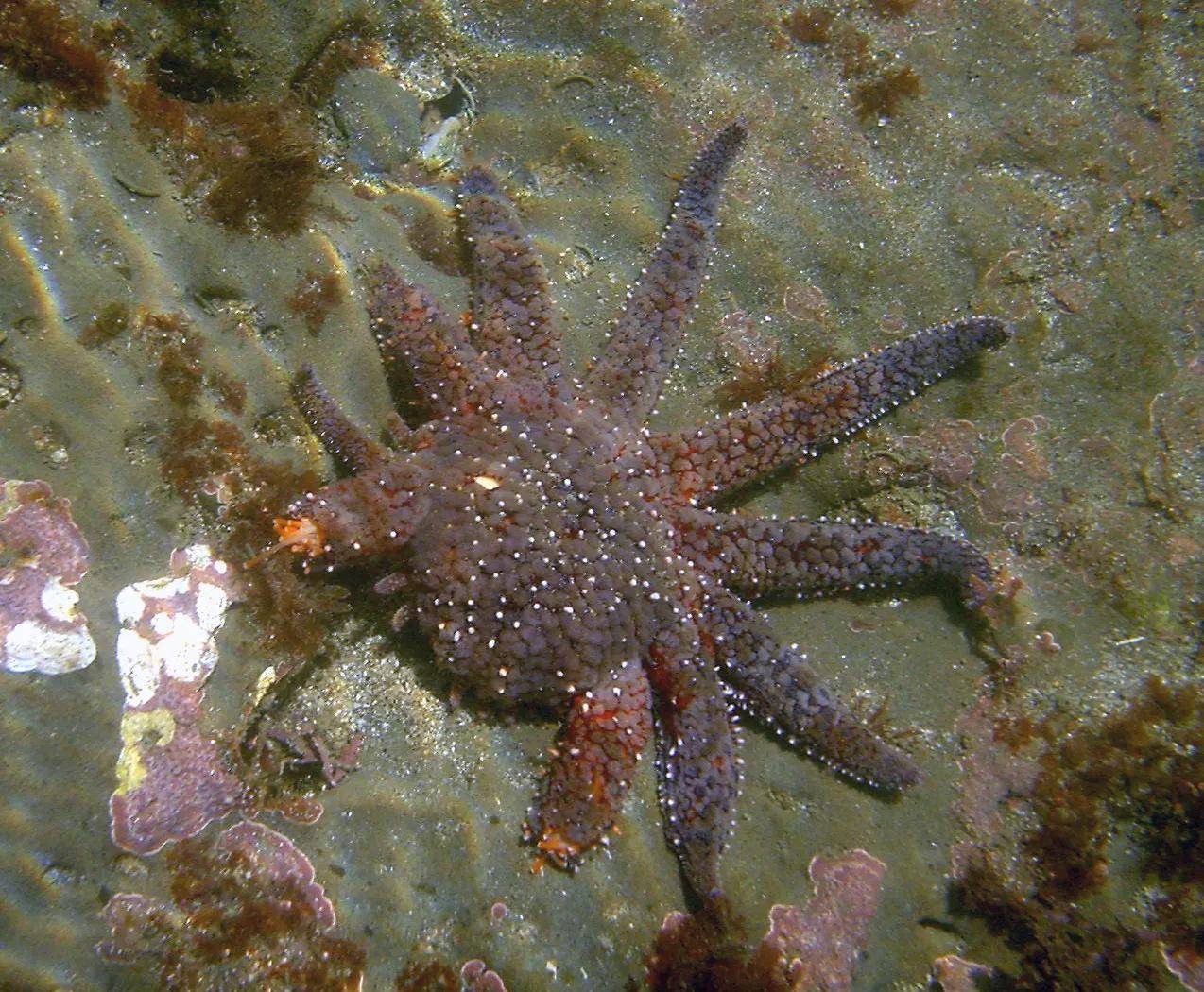 原創棘皮動物尤其是海星和海參海膽無愛繁殖