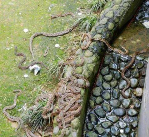 大连蛇岛,岛内20000条蝮蛇,人类禁地之一_南湾_水库_毒液