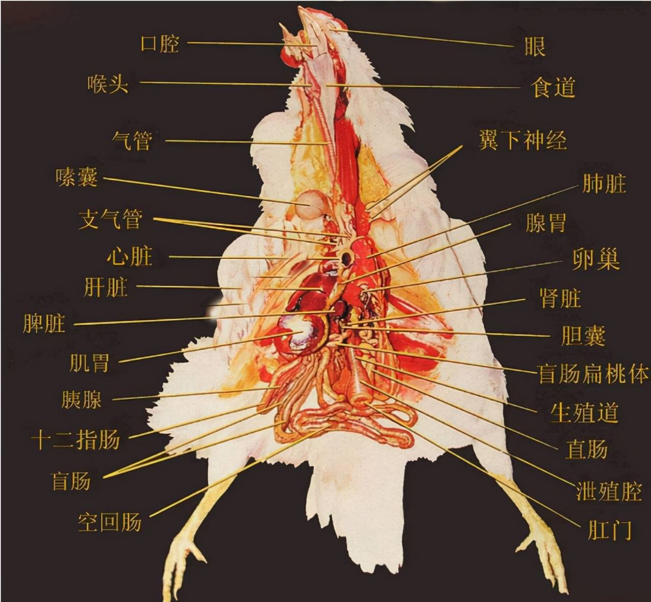 鸡胆在什么位置图片图片