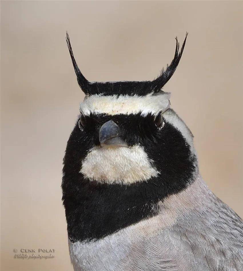 长角的鸟儿你刚刚见过了,那么长着红角的红角娇鹟(scarlet-horned man