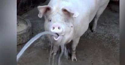 猪喝水整人的表情包图片