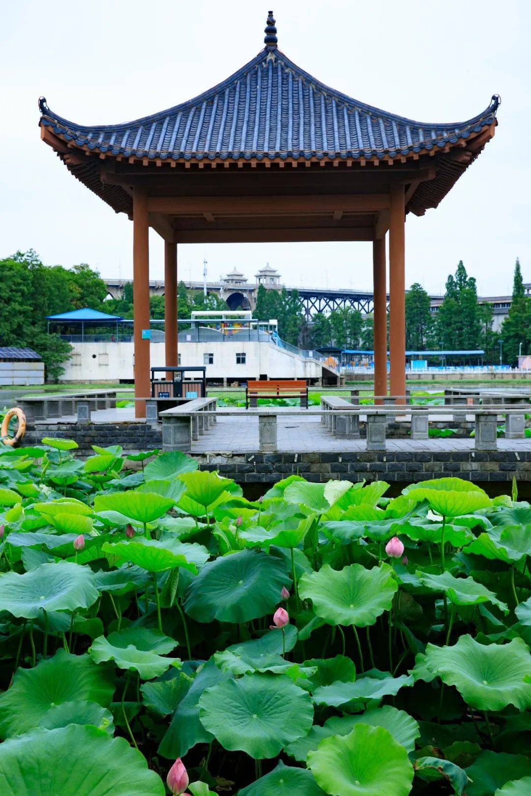 江南荷花亭子风景图片图片