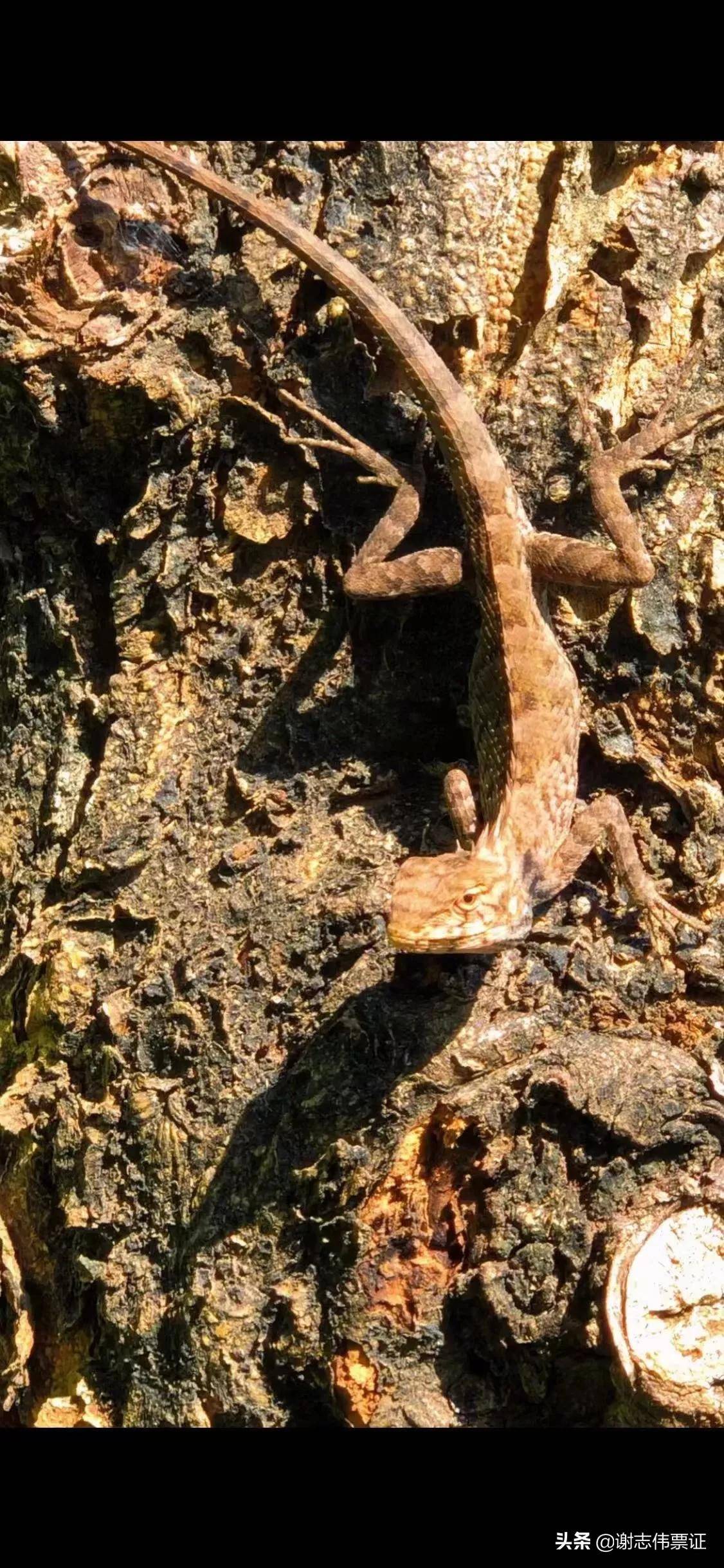 原创海南风光美058爬行于树丛中的变色树蜥