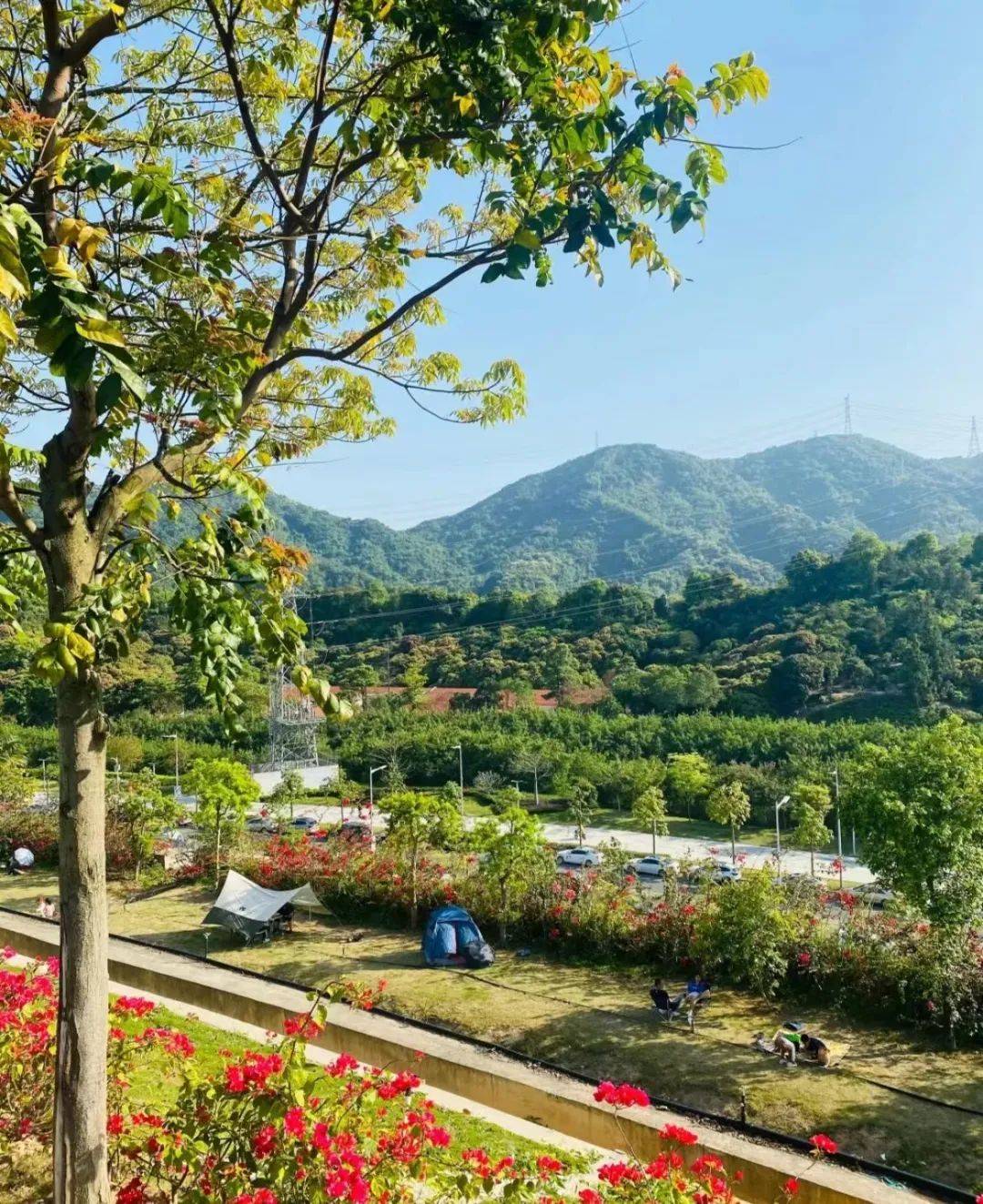 夏日欢乐指南派送中深圳这6个公园露营野餐好去处