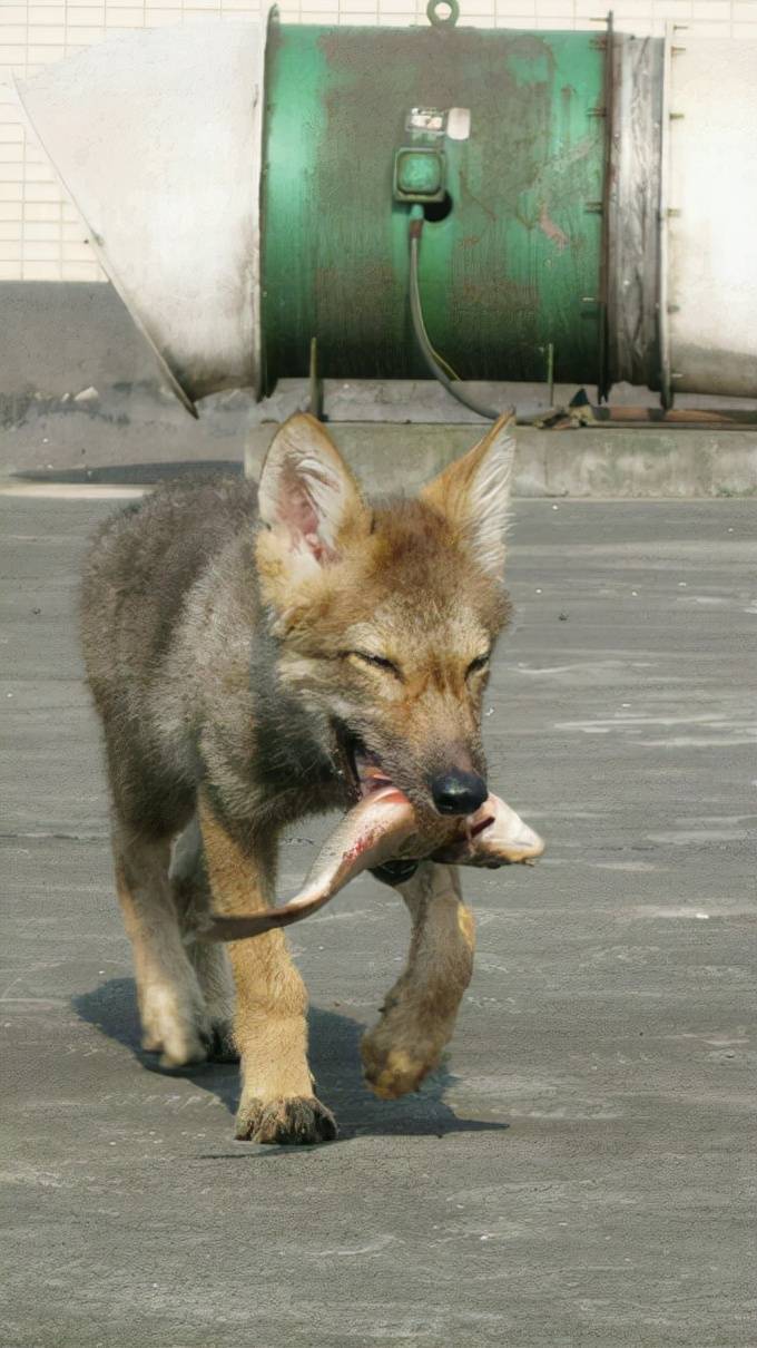 原创成都80后美女养狼把狼接到家里安窝11年后结局让人落泪