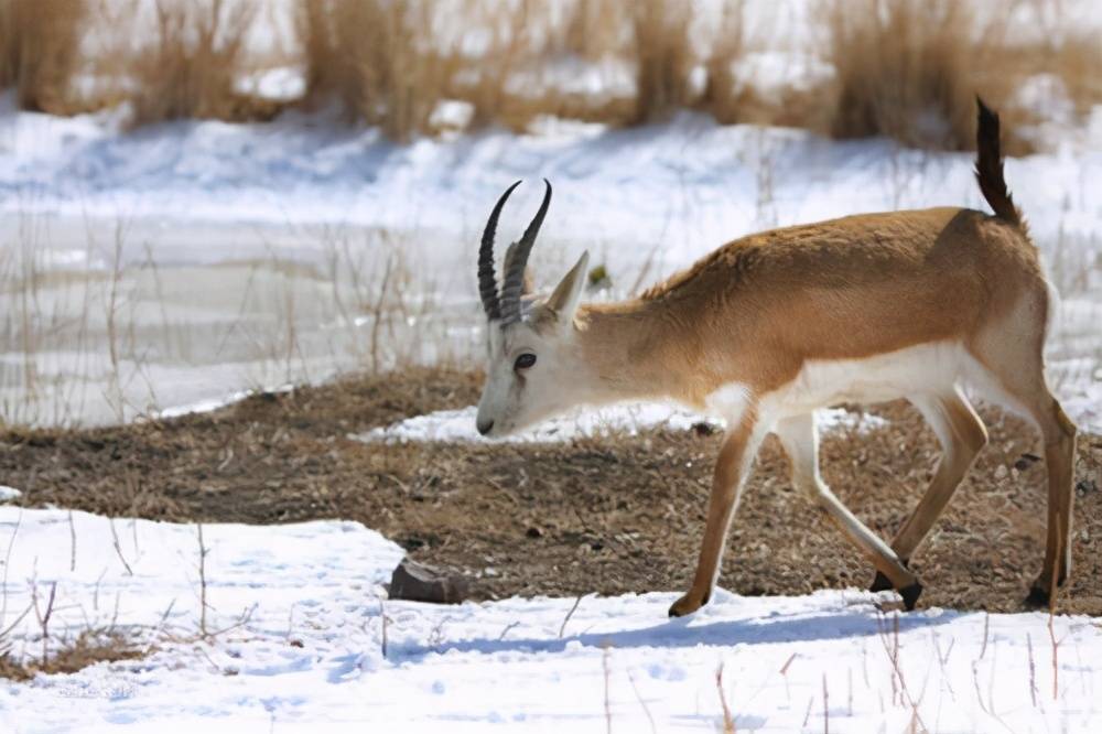呵护黄羊在行动_后山_新疆_戈壁滩