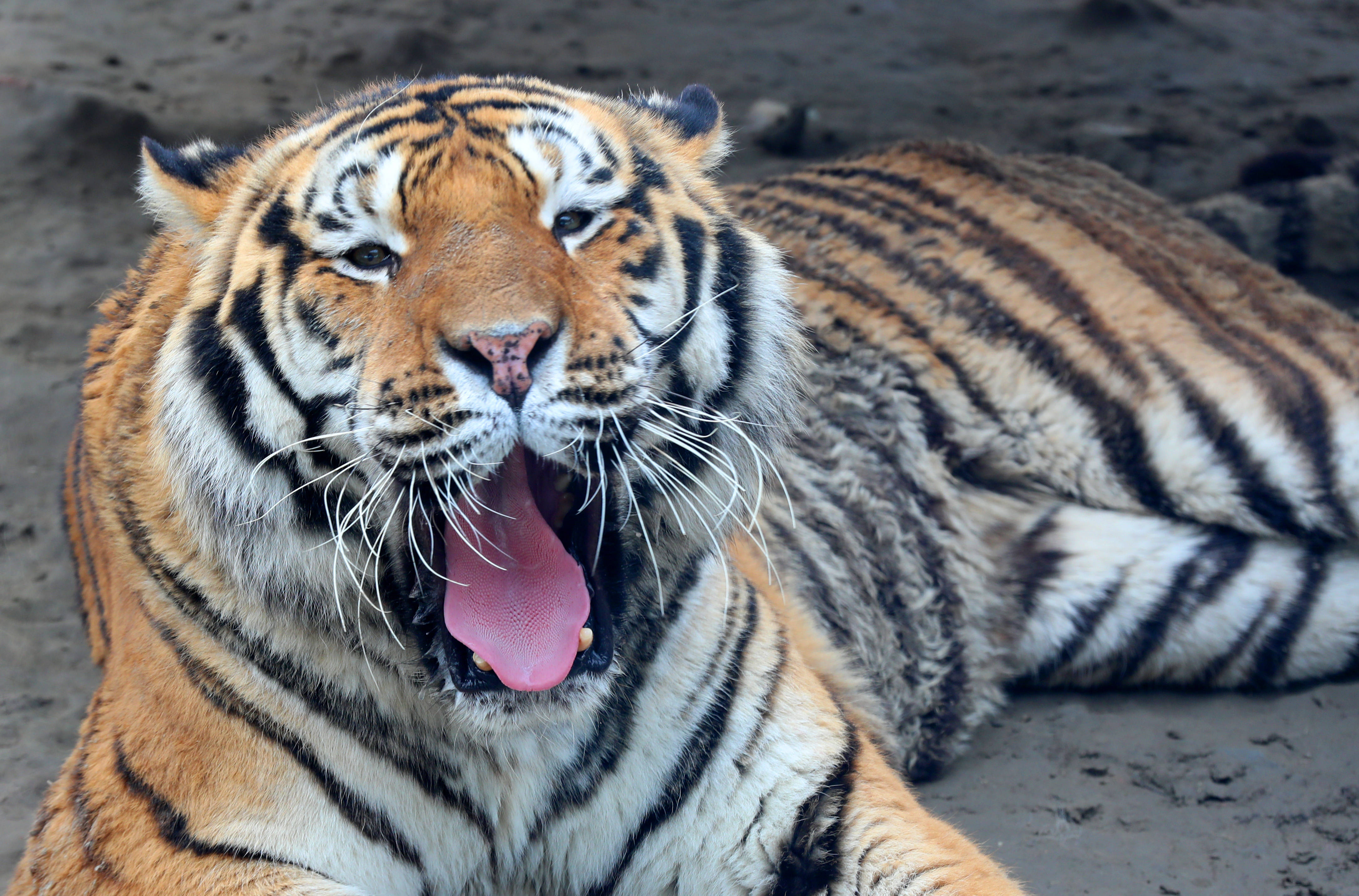 原创孟加拉白虎东北虎江苏南通森林野生动物园群虎亮相迎虎年