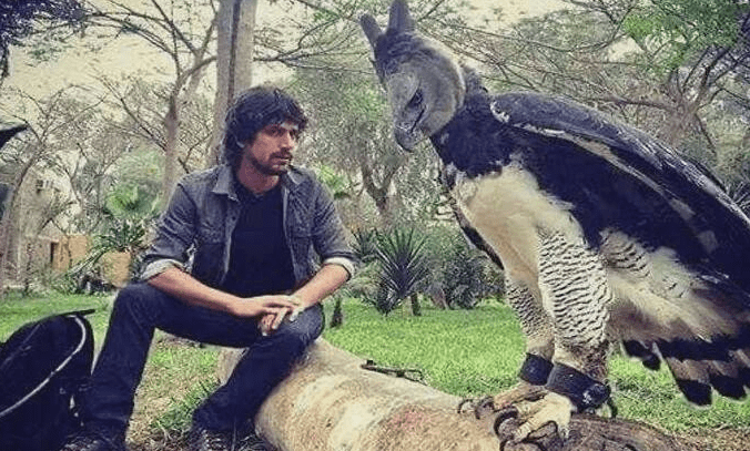 原创金雕和美洲角雕的知名度都非常的高谁才是猛禽中的王者呢