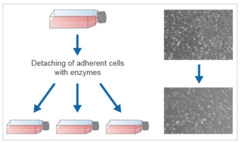 科研科普生物科研小白的入门必修课细胞传代