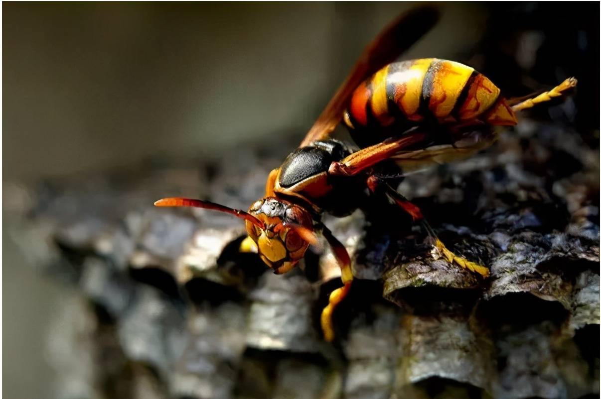 没有人能挨住五次蛰,但它们产蜜又多又好吃_胡蜂_蜜蜂_攻击性