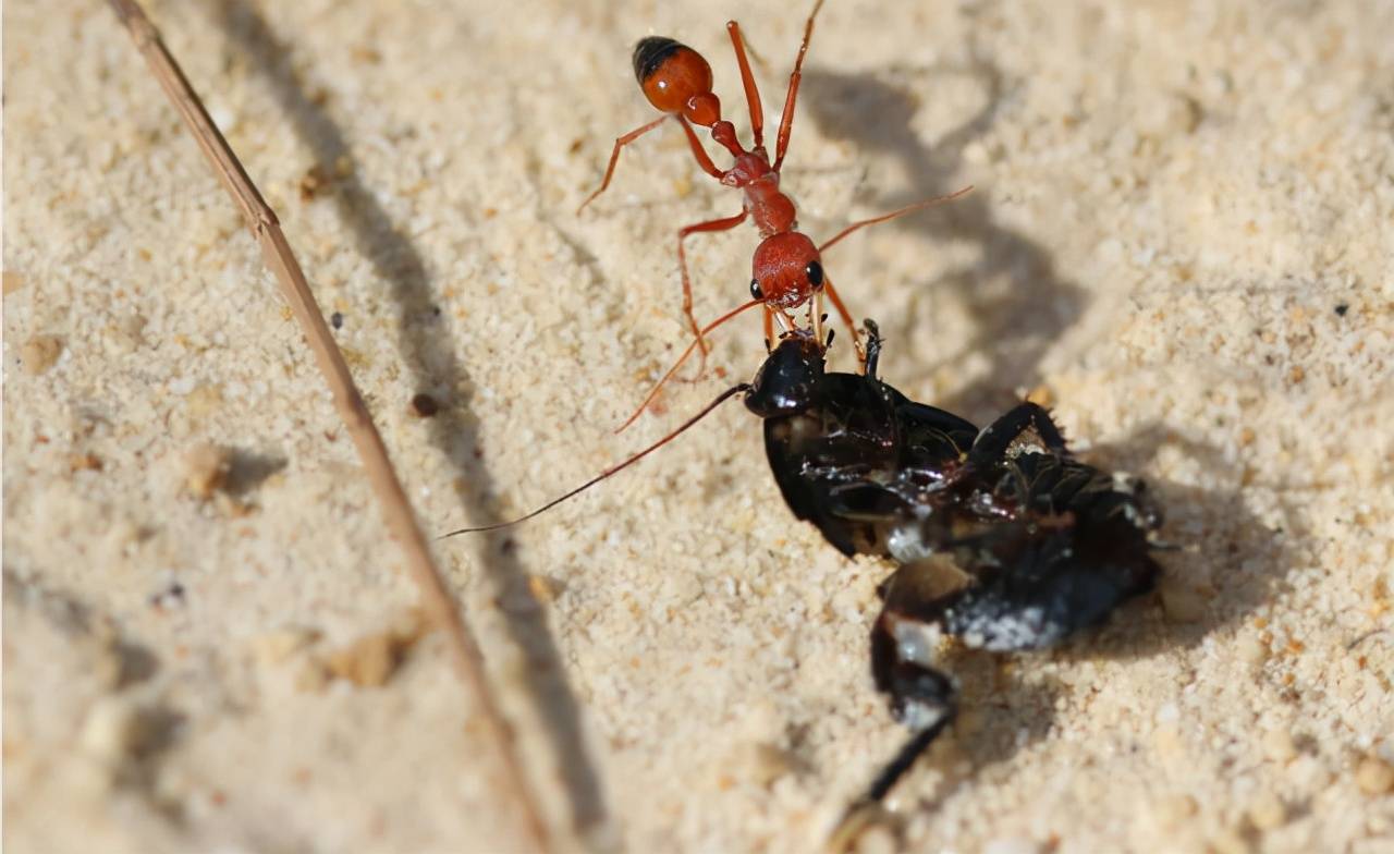 原创科学家发现史前蚂蚁被困了9900万年当时正在啃咬猎物