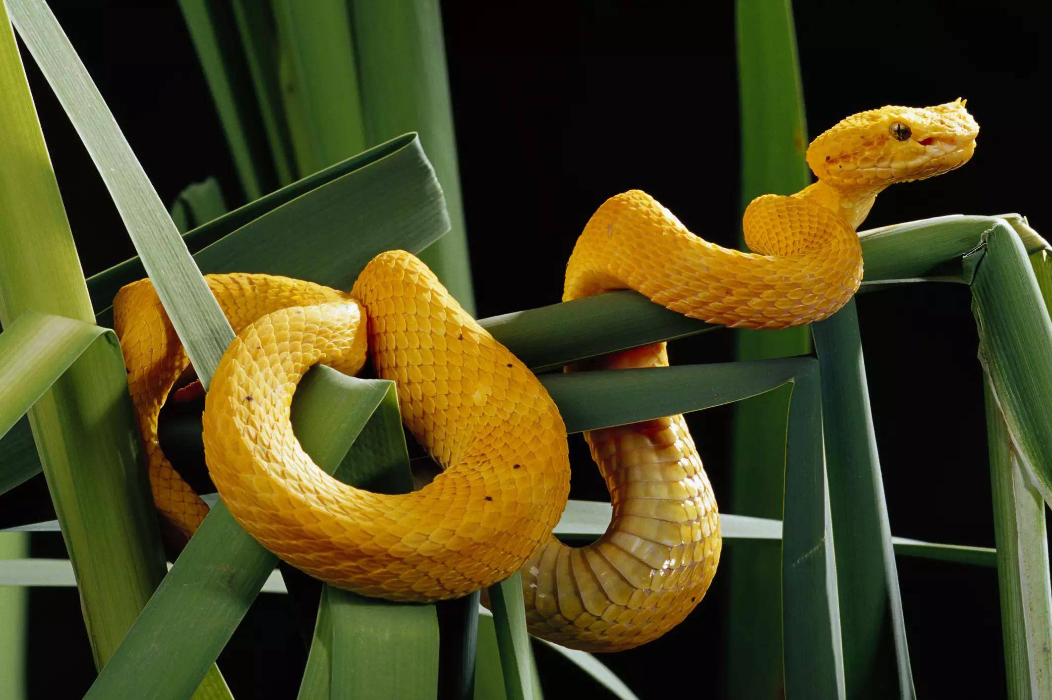 世界上有多少种蛇桂花图片