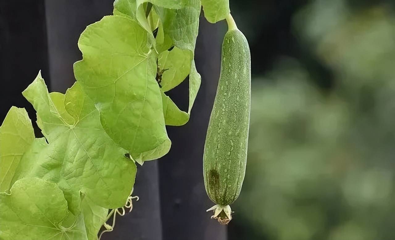 夏天多吃瓜,中藥不用抓,這4種瓜錯過,就比較可惜了_苦瓜_絲瓜_甜瓜