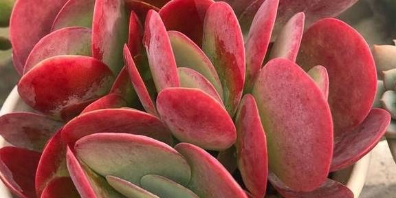 养多肉从小院到阳台,不忍舍弃的3个品种,没状态也喜欢_美人_养护_唐印