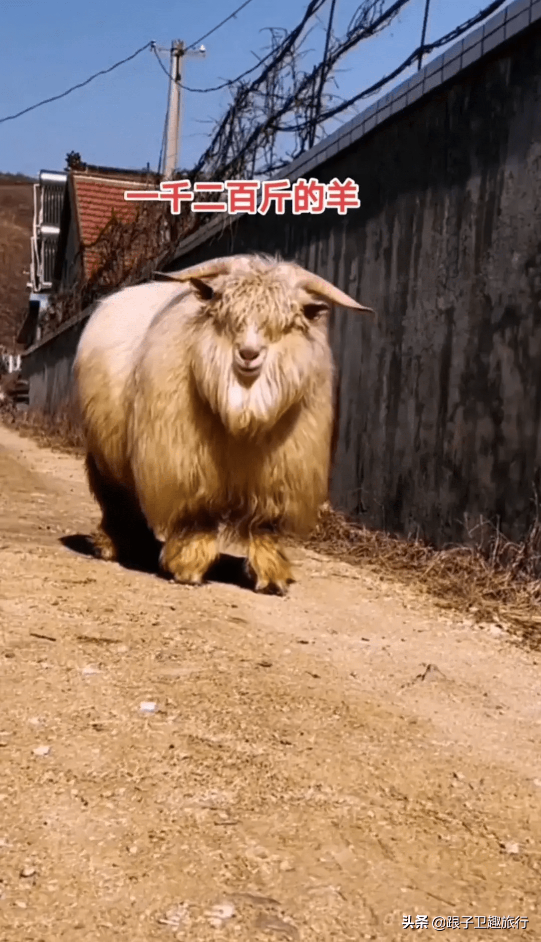 云南一只羊体重10斤 比普通的牛还要壮实 网友 上古神兽 山羊 成年 麝牛