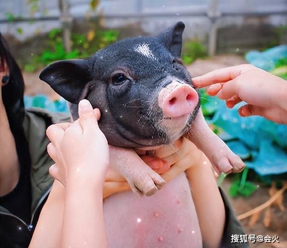 孙俪菜地里兴奋抓猪!手握猪脖子表情夸张