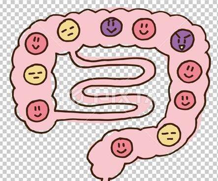 大肠_小肠_成年人