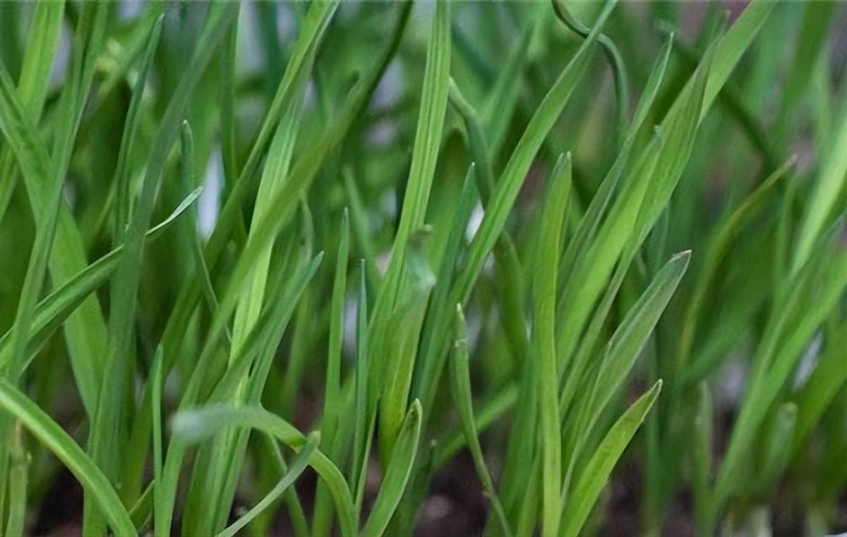 韭菜灰霉病的发病条件和防治方法就介绍到这里,如果大家有更好的建议
