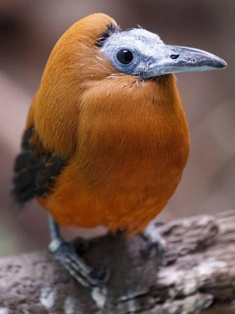 三色伞鸟——多么有意思的小鸟啊,前半个脑袋看起来像秃头,后半个脑袋