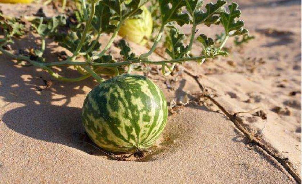 地中海和中美洲药西瓜一般常见于的.