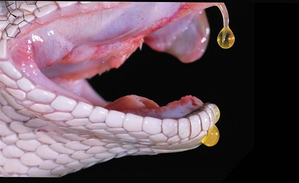 你还认为它没有危险是无毒蛇吗已经有人因此丧命了