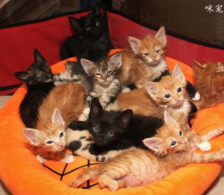 原创小哥回家看望母亲没想到被10只小萌猫团团包围粘在身上超甜蜜