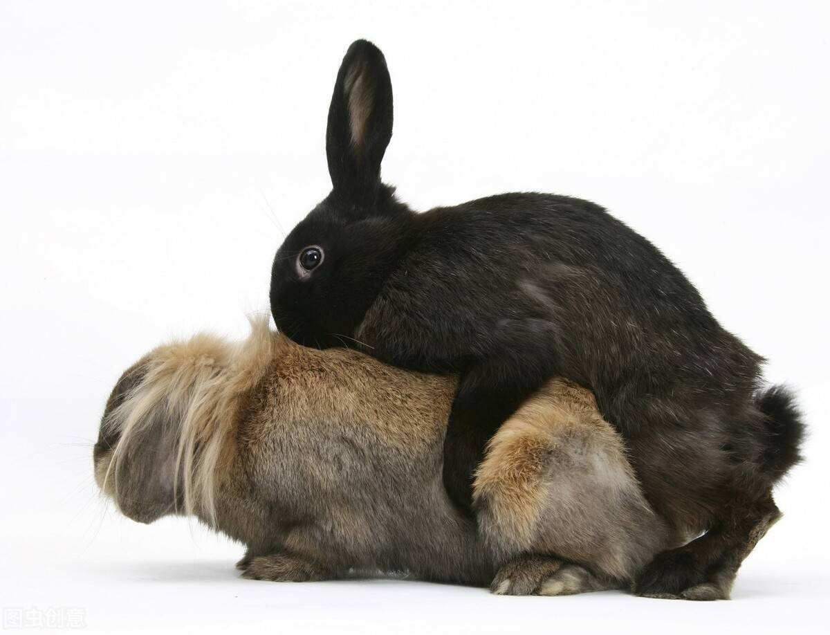 兔子行为解析图片