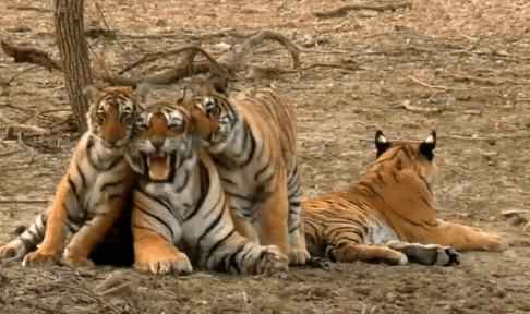 专家都震撼了,母老虎命丧,公老虎竟接手养育3个女儿_桑达丽_萨林_幼虎