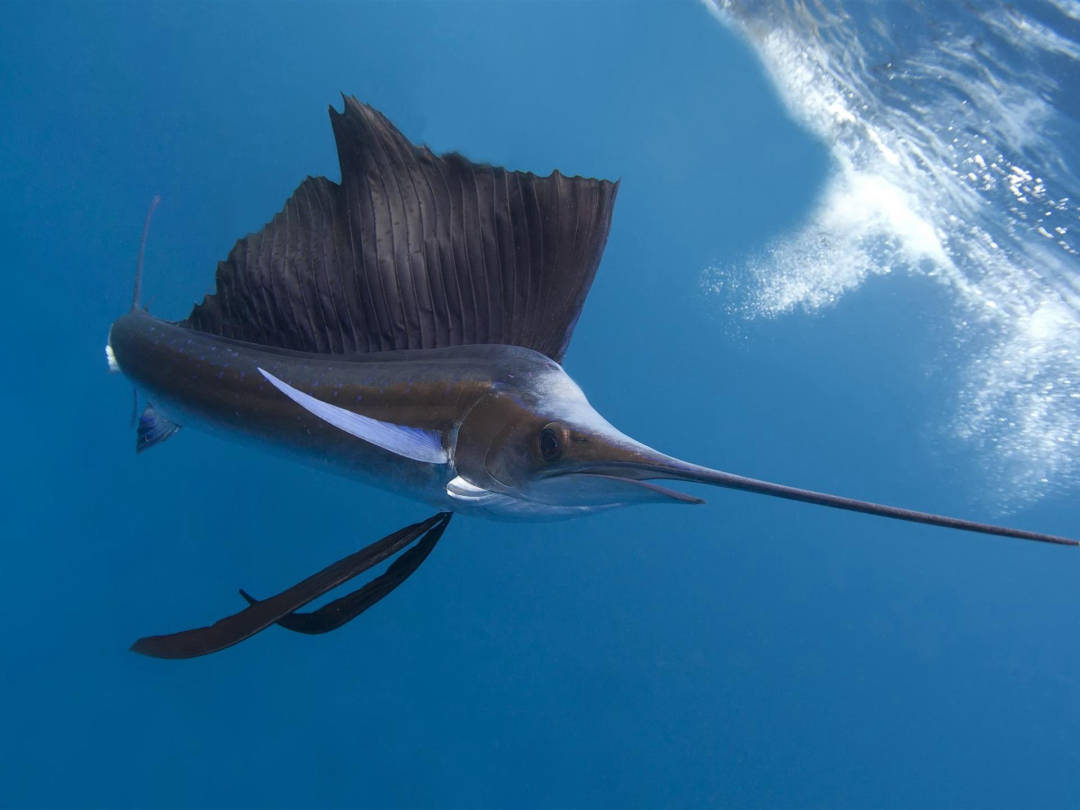同类相残吞食,胜利者将成为海洋霸主_长枪_速度_小鱼