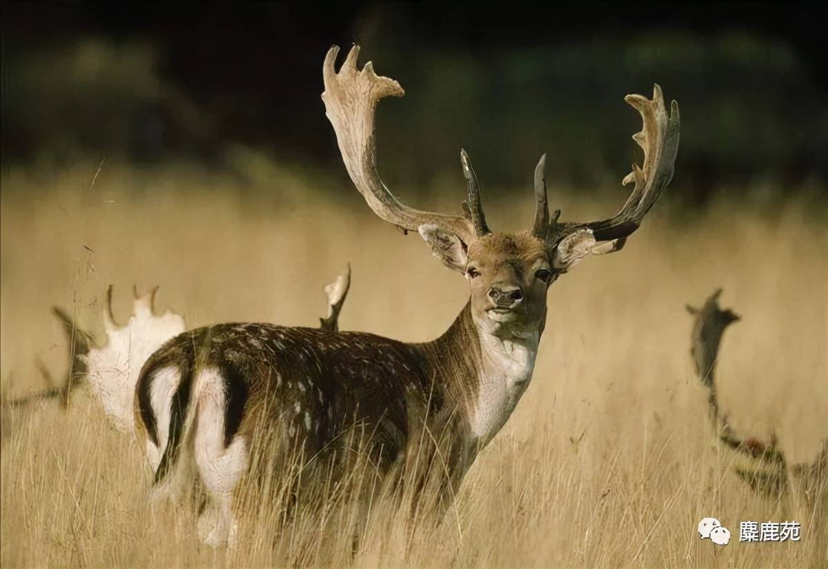 原创自然有灵且美森林精灵之黇鹿