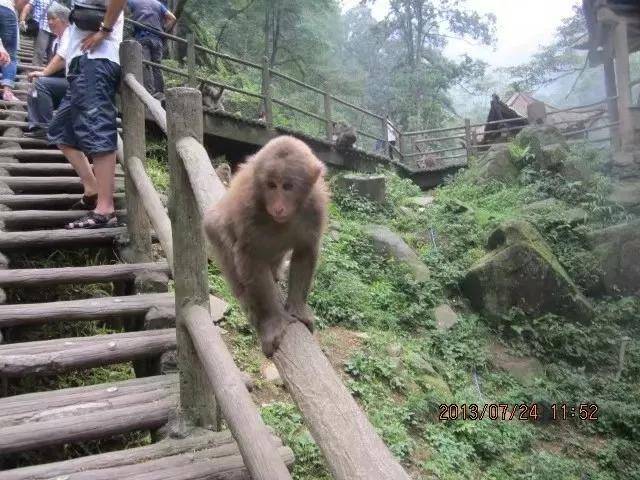 血的经验教训，在山上遇到猴子围攻怎么办