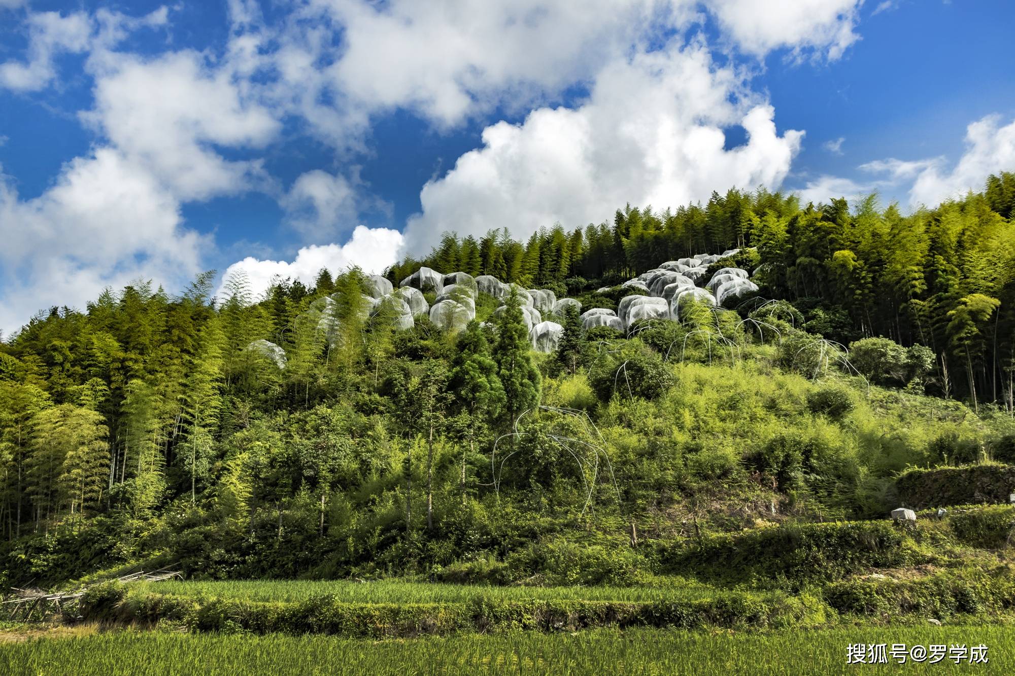 富山乡位于浙江黄岩最西部,地势高峻,空气清新,全乡平均海拔600米,有