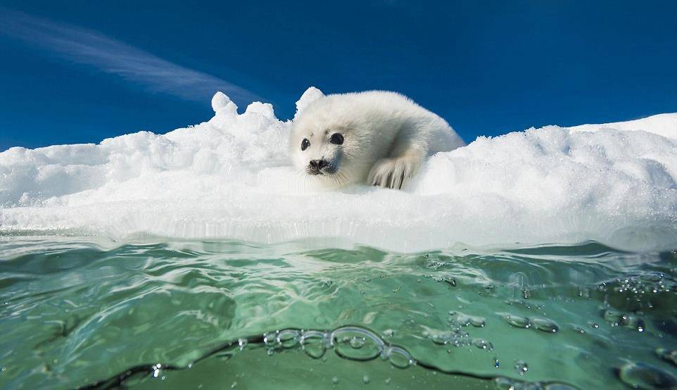 2周大的海豹宝宝被妈妈哄到冰冷海里学游泳野生动物从小要独立