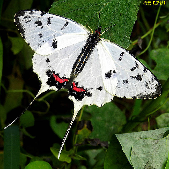 中国蝴蝶丝带凤蝶属生态照片杨宏摄影系列第4集图文