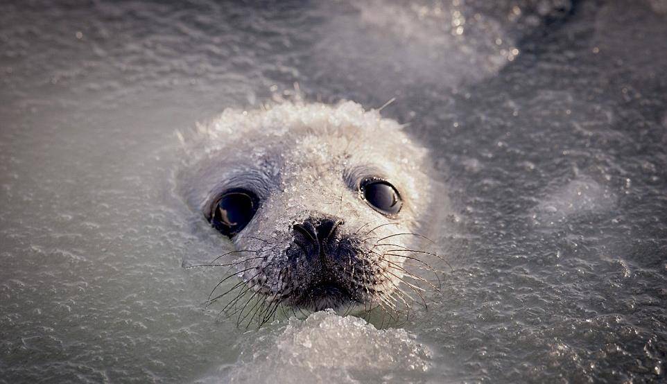 2周大的海豹宝宝被妈妈哄到冰冷海里学游泳，野生动物从小要独立