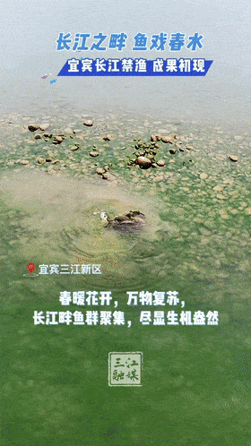 长江之畔，红尾鲤鱼戏春水，一片生机盎然，网友：人工放养的