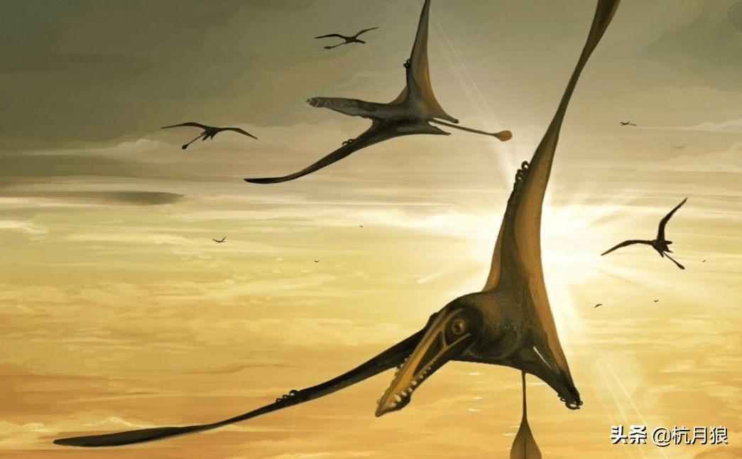 苏格兰,新物种翼龙的化石,在非常好的状态下被发现了_dearc_侏罗纪