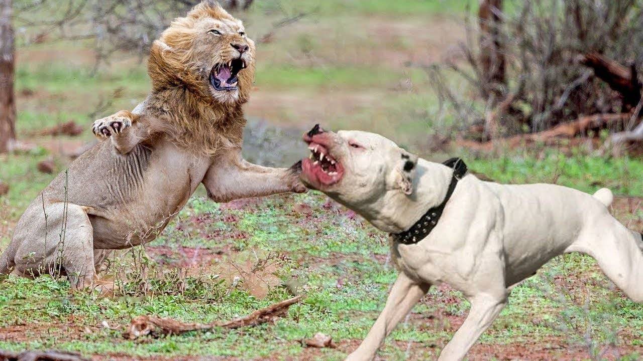 美洲狮vs杜高犬,当猫科老三遇到老虎克星,谁会笑到最后?