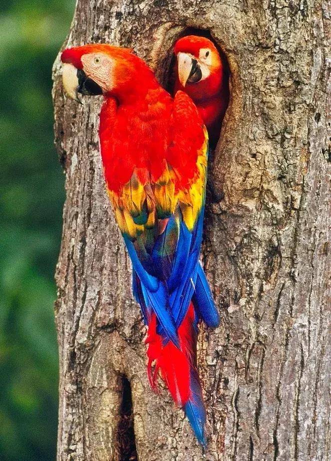 飞翔的彩虹绯红金刚鹦鹉