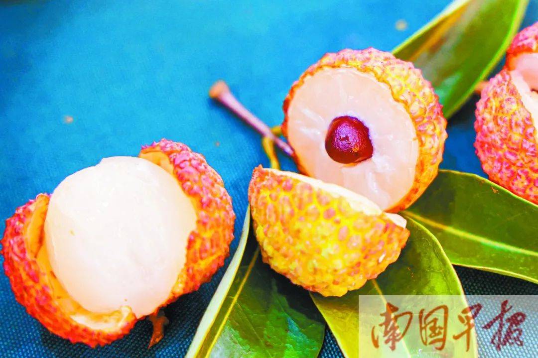 广西哪个品种的荔枝最好吃?肉厚核小最关键!_焦核_评选_擂台赛